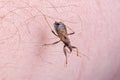 Brown kissing bug on a hand