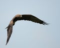 Brown kite bird flying in the blue sky