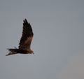 Brown kite bird flying in the blue sky