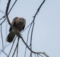 Brown kite bird perching on the branch