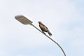 brown kite sits on a street lamp against a cloudy sky