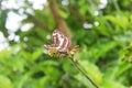 Brown kite about to fly