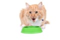 Brown kitten eating forage Royalty Free Stock Photo