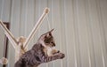 Brown kitten is playing on the cat activity stand and bite the rope and ball Royalty Free Stock Photo