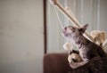 Brown kitten is playing on the cat activity stand and open mouth and bite the rope and ball Royalty Free Stock Photo