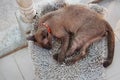 Brown kitten sleeping on carpet