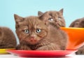 Brown kittens on colorful plates Royalty Free Stock Photo