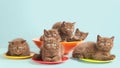 Brown kittens on colorful plates Royalty Free Stock Photo