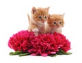 Brown kittens and flowers.