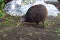 Brown kiwi