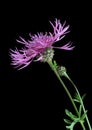 Brown knapweed (Centaurea jacea)