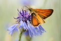 Brown Kolbiger skipper on knapweed