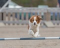 Brown Kooikerhondje dog training and jumping over the agility hurdle Royalty Free Stock Photo