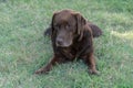 Brown Lab Retriever Dog Royalty Free Stock Photo