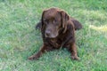 Brown Lab Retriever Dog Royalty Free Stock Photo