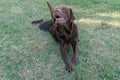 Brown Lab Retriever Dog Royalty Free Stock Photo