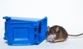 Brown mouse and recycle container