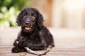 Brown labradoodle puppy outside with a stick Royalty Free Stock Photo