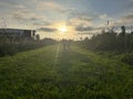 Brown labradoodle walking at sunset