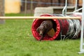 Brown labrador at agility course