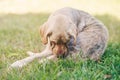 Brown labrador bite his skin Royalty Free Stock Photo