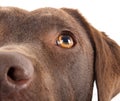 Brown labrador close-up