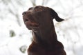 Brown labrador in cold winter day. Royalty Free Stock Photo