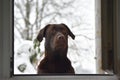 Brown labrador in cold winter day. Royalty Free Stock Photo