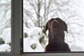 Brown labrador in cold winter day. Royalty Free Stock Photo