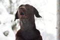 Brown labrador in cold winter day. Royalty Free Stock Photo