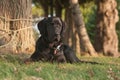 brown labrador Royalty Free Stock Photo