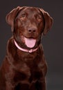Brown labrador dog Royalty Free Stock Photo