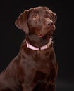 Brown labrador dog Royalty Free Stock Photo