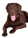 Brown labrador dog Royalty Free Stock Photo
