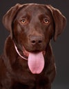 Brown labrador dog Royalty Free Stock Photo
