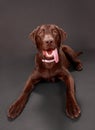 Brown labrador dog Royalty Free Stock Photo