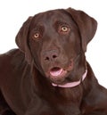 Brown labrador dog Royalty Free Stock Photo
