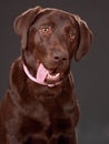 Brown labrador dog Royalty Free Stock Photo