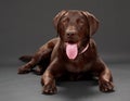 Brown labrador dog Royalty Free Stock Photo