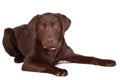 Brown labrador dog Royalty Free Stock Photo
