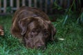 Brown labrador dog is lying on the green grass. Chocolate labrador Royalty Free Stock Photo