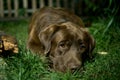 Brown labrador dog is lying on the green grass. Chocolate labrador Royalty Free Stock Photo