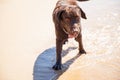 Brown Labrador enjoying the beach