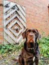 Brown Labrador with golden eyes sits in front of old patterned gate and looks into the camera Royalty Free Stock Photo