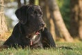 brown labrador headshot Royalty Free Stock Photo