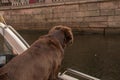 Brown Labrador looking at the scenic autumn beauty from boat