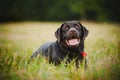 Brown labrador lying