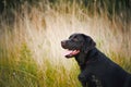 Brown labrador portrait