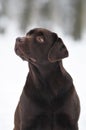 Brown labrador portrait Royalty Free Stock Photo
