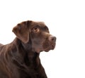 Brown labrador portrait Royalty Free Stock Photo